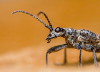 Ile zarabia entomolog?